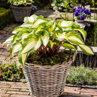 Hosta 'Raspberry Sundae'